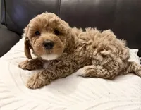 Chloe, a male Poodle - Toy  for sale in Kittanning, PA – Photo 2 of 6