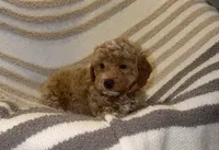 Cash, a male Poodle - Toy  for sale in Kittanning, PA – Photo 3 of 5