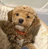 Cash, a male Poodle - Toy  for sale in Kittanning, PA – Photo 1 of 5