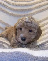 Cash, a male Poodle - Toy  for sale in Kittanning, PA – Photo 2 of 5