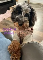 Cash, a male Poodle - Toy  for sale in Kittanning, PA – Photo 4 of 5