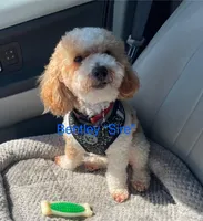 Cash, a male Poodle - Toy  for sale in Kittanning, PA – Photo 5 of 5