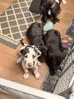 Bella, a female Great Dane for sale in Memphis, MO – Photo 3 of 7