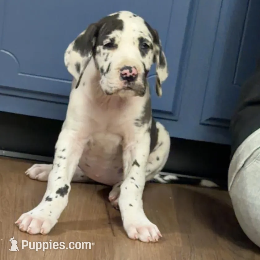 Bella, a female Great Dane for sale in Memphis, MO – Photo 2 of 7