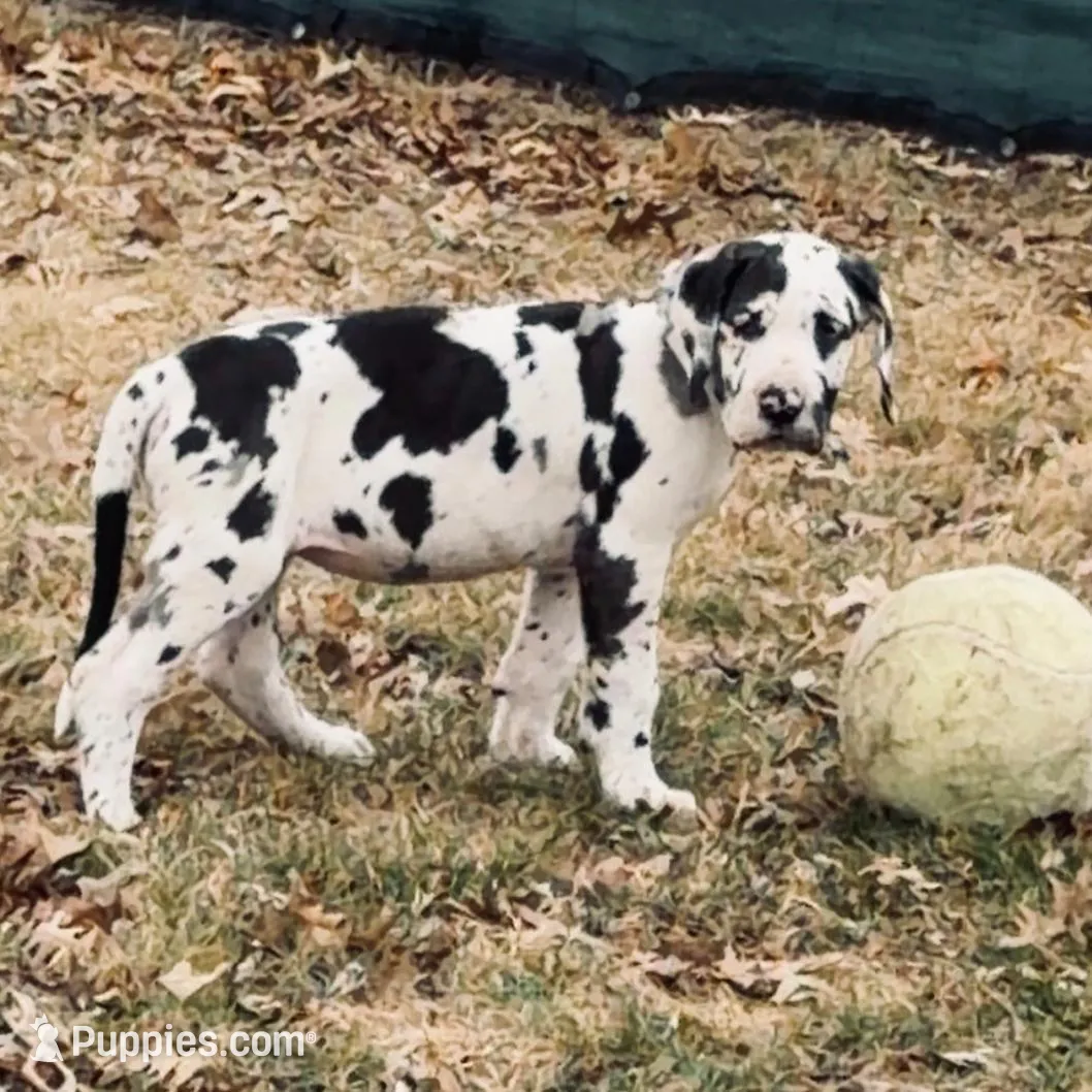 Bella, a female Great Dane for sale in Memphis, MO – Photo 7 of 7