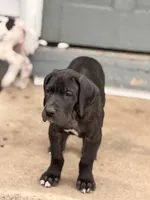 Bean, a male Great Dane for sale in Memphis, MO – Photo 9 of 10