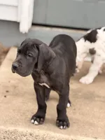 Bean, a male Great Dane for sale in Memphis, MO – Photo 10 of 10