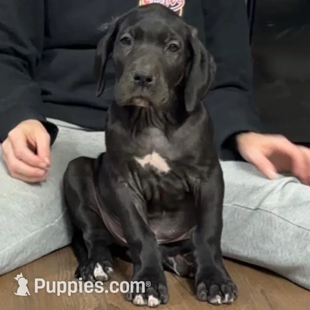 Bean, a male Great Dane for sale in Memphis, MO – Photo 2 of 10