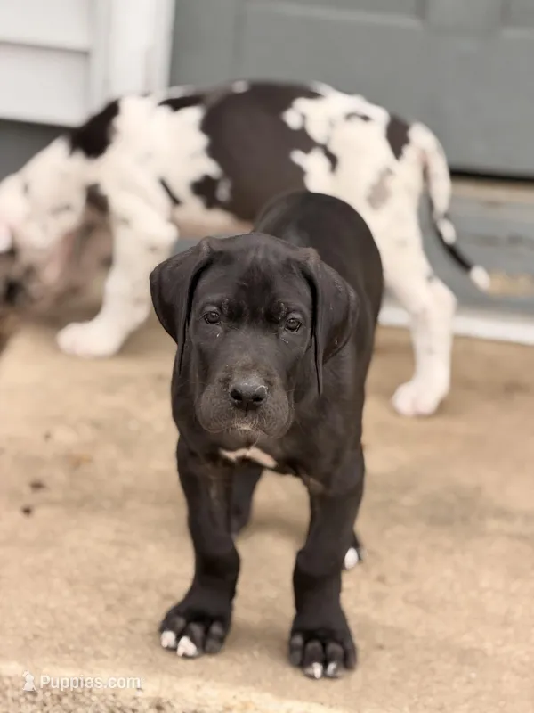 Bean, a male Great Dane for sale in Memphis, MO – Photo 1 of 10