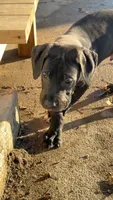 Bean, a male Great Dane for sale in Memphis, MO – Photo 6 of 10
