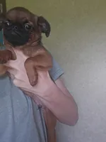 Derik, a male Brussels Griffon for sale in Pocola, OK – 10 of 10