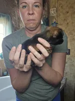 Camille, a female Brussels Griffon for sale in Pocola, OK – Photo 3 of 6