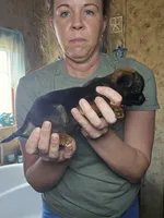 Camille, a female Brussels Griffon for sale in Pocola, OK – Photo 2 of 6