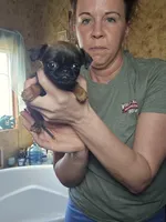 Camille, a female Brussels Griffon for sale in Pocola, OK – Photo 4 of 6
