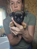 Camille, a female Brussels Griffon for sale in Pocola, OK – Photo 1 of 6