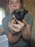 Camille, a female Brussels Griffon for sale in Pocola, OK – Photo 5 of 6