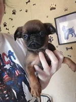 Caleb, a male Brussels Griffon for sale in Pocola, OK – Photo 9 of 9