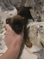 Caleb, a male Brussels Griffon for sale in Pocola, OK – Photo 5 of 9