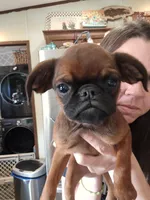 Caleb, a male Brussels Griffon for sale in Pocola, OK – Photo 1 of 9