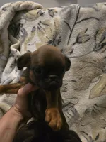 Caleb, a male Brussels Griffon for sale in Pocola, OK – Photo 6 of 9