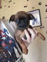 Caleb, a male Brussels Griffon for sale in Pocola, OK – Photo 4 of 9