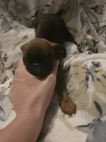 Caleb, a male Brussels Griffon for sale in Pocola, OK – Photo 7 of 9