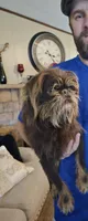 Fletcher(pet only), a male Brussels Griffon for sale in Pocola, OK – Photo 1 of 2