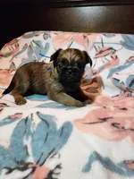 Doug(shipping included), a male Brussels Griffon for sale in Pocola, OK – Photo 5 of 6