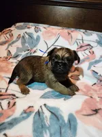 Doug(shipping included), a male Brussels Griffon for sale in Pocola, OK – Photo 3 of 6