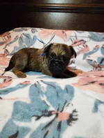 Doug(shipping included), a male Brussels Griffon for sale in Pocola, OK – Photo 6 of 6