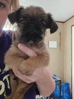 Doug(shipping included), a male Brussels Griffon for sale in Pocola, OK – Photo 1 of 6