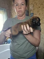 Conan, a male Brussels Griffon for sale in Pocola, OK – Photo 3 of 4