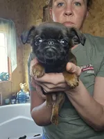 Conan, a male Brussels Griffon for sale in Pocola, OK – Photo 2 of 4
