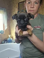 Conan, a male Brussels Griffon for sale in Pocola, OK – Photo 1 of 4