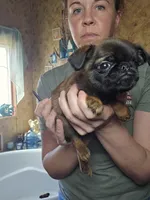 Conan, a male Brussels Griffon for sale in Pocola, OK – Photo 4 of 4