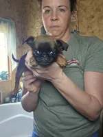 Corina, a female Brussels Griffon for sale in Pocola, OK – Photo 4 of 5