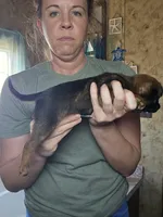 Corina, a female Brussels Griffon for sale in Pocola, OK – Photo 3 of 5