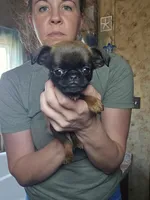 Corina, a female Brussels Griffon for sale in Pocola, OK – Photo 1 of 5