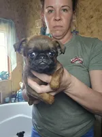 Chris, a male Brussels Griffon for sale in Pocola, OK – Photo 1 of 4