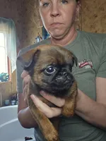 Chris, a male Brussels Griffon for sale in Pocola, OK – Photo 2 of 4