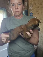 Chris, a male Brussels Griffon for sale in Pocola, OK – Photo 3 of 4