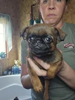 Chris, a male Brussels Griffon for sale in Pocola, OK – Photo 4 of 4