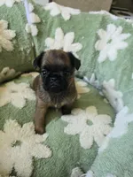 Derik, a male Brussels Griffon for sale in Pocola, OK – 3 of 8