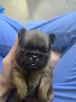 Derik, a male Brussels Griffon for sale in Pocola, OK – 4 of 8