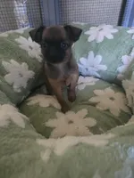 Derik, a male Brussels Griffon for sale in Pocola, OK – 8 of 8
