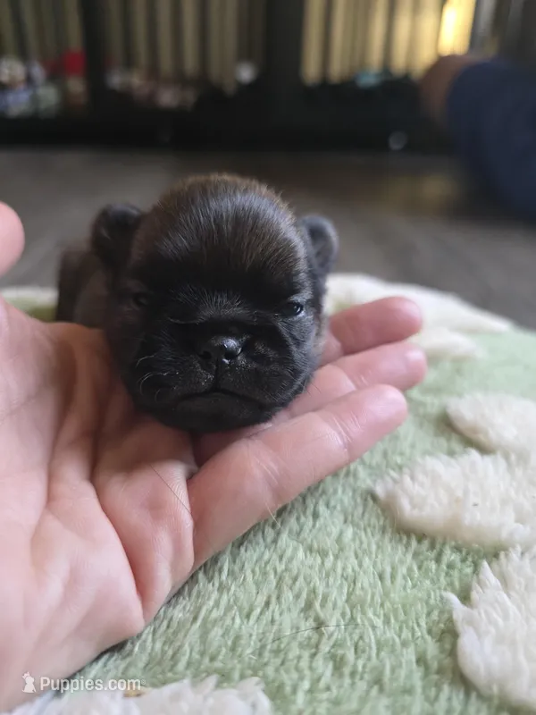 Derik – Brussels Griffon puppy for sale in Pocola, OK