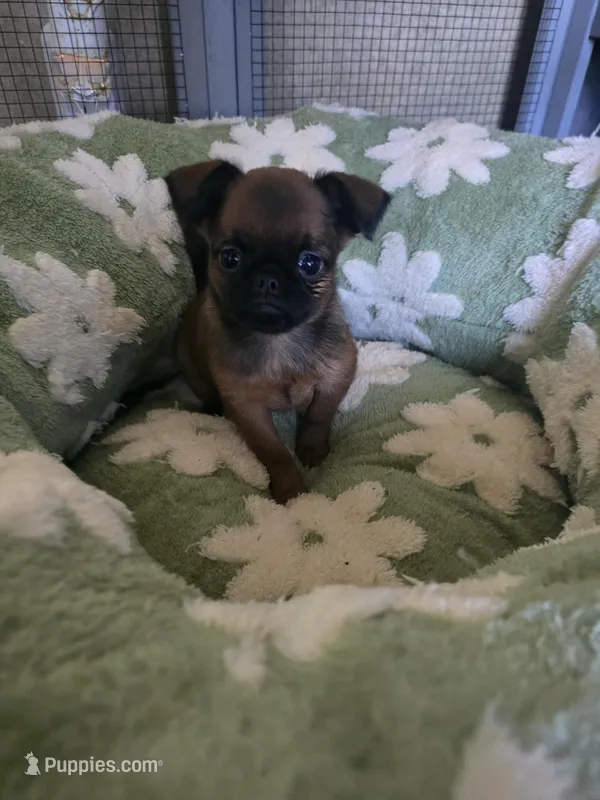 Derik – Brussels Griffon puppy for sale in Pocola, OK