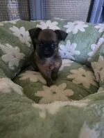 Derik, a male Brussels Griffon for sale in Pocola, OK – 1 of 8