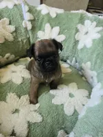 Derik, a male Brussels Griffon for sale in Pocola, OK – 2 of 8