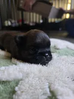 Derik, a male Brussels Griffon for sale in Pocola, OK – Photo 2 of 5